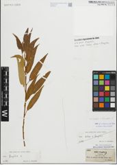 Foto von Salix fragilis L. x Salix triandra L.